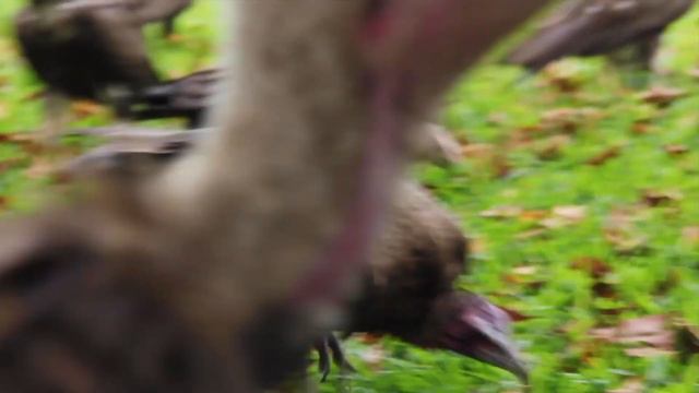 VULTURE FEEDING: Buzzard Buffet in The Gambia смотреть онлайн