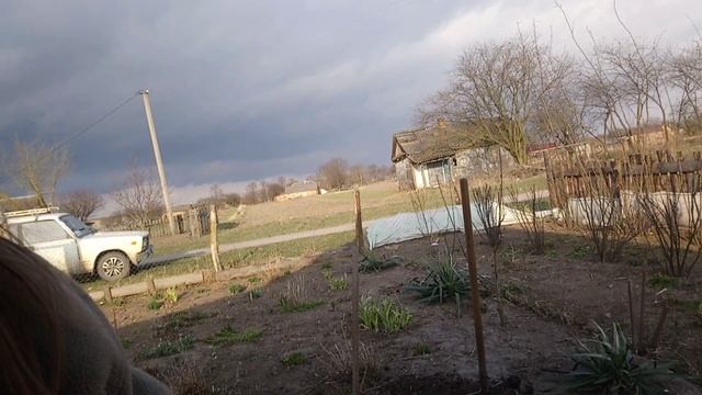 #Посадка #гибискус