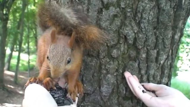 Ручная белка Кисловодск парк .mpg смотреть онлайн