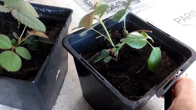 Размножение комнатных роз черенками. смотреть онлайн