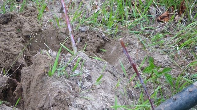 Размножение малины отводкой. Результат. Пересадка саженца. смотреть онлайн