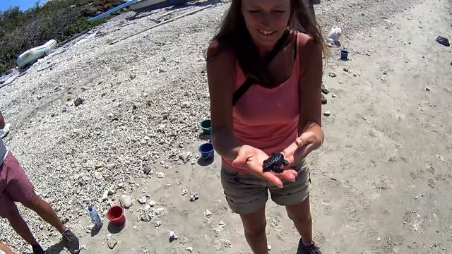 Amazing Animals of Indonesia смотреть онлайн