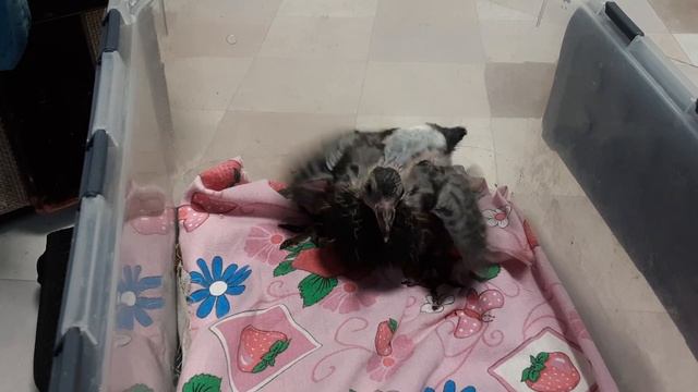 Голубочек, голубок. Как выкормить ребенка голубя. смотреть онлайн