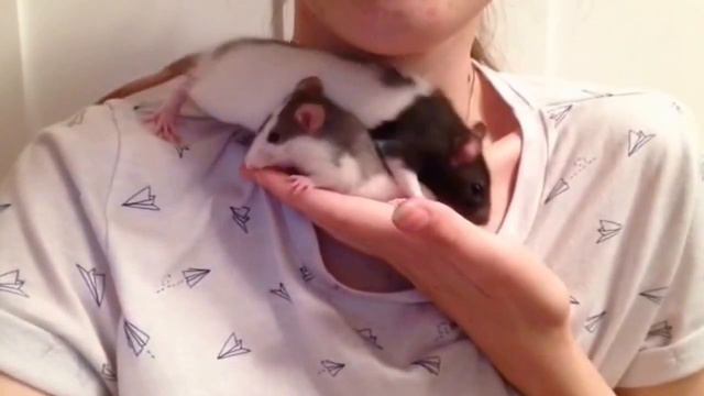 Декоративные крысы | Baby rats смотреть онлайн