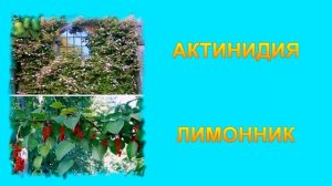 САМЫЕ КРАСИВЫЕ ЛИАНЫ ДЛЯ ВАШЕГО САДА