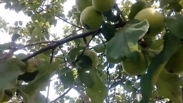 Ветка яблони сорта «Памяти Тихомирова» смотреть онлайн