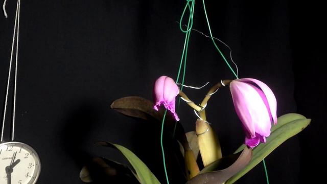 Time Lapse Blooming Cattleya labiata rubra смотреть онлайн