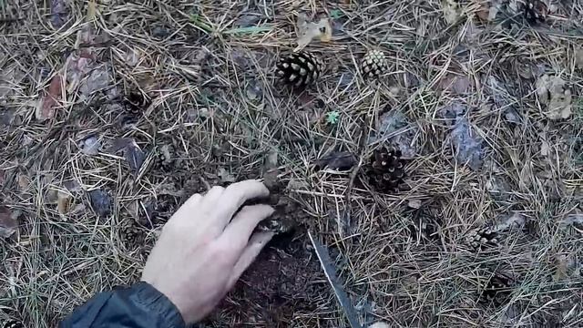 Поиск и сбор груздей смотреть онлайн