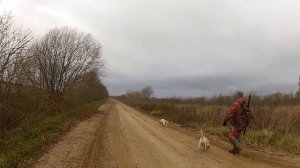 голоса эстонских гончих, выправили скол на песчаной дороге.