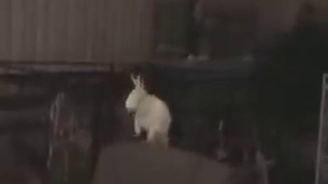 Snowball is a Rockin' to the Back Street Boys Cockatoo!! смотреть онлайн