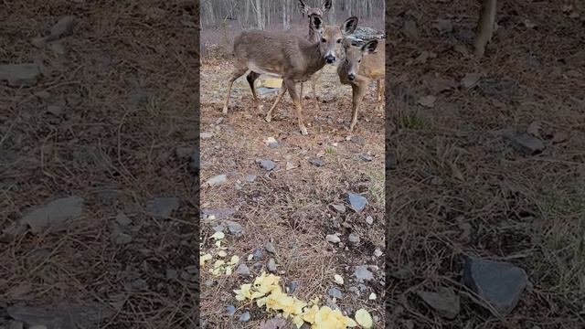 Ручные олени. Олени едят чипсы.#shorts смотреть онлайн