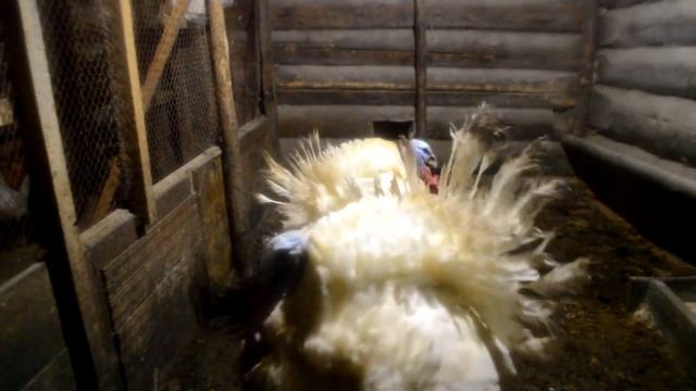 Обзор индюков тяжёлого кросса Хайбрид конвертер