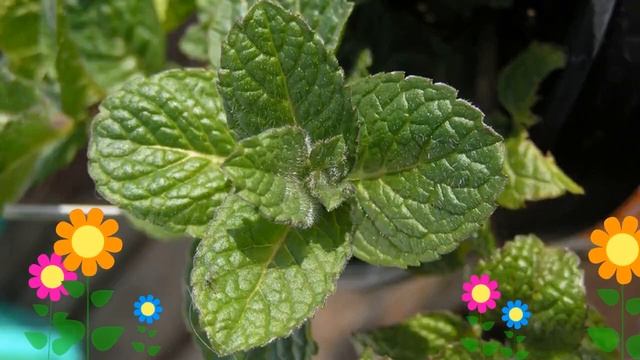 Мята перечная Тик так (Tic-Tac). Краткий обзор, описание характеристик, где купить саженцы смотреть онлайн