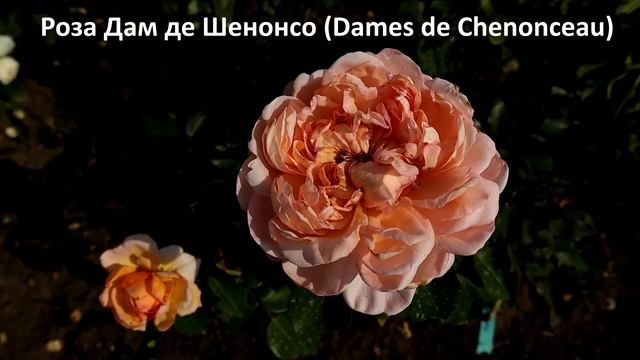 Особенные РОЗЫ флорибунда, впечатляющие переливами цвета! Сложная игра цвета. смотреть онлайн