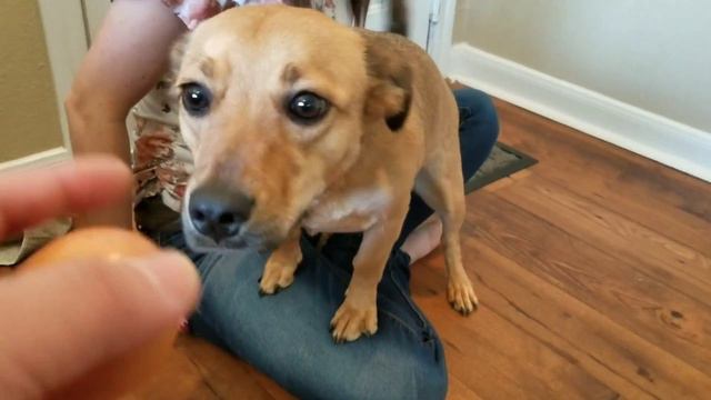 Cute Dog egg challenge Viral Video смотреть онлайн