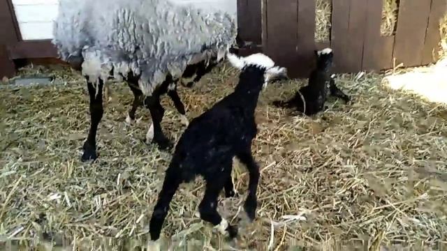 Отара растёт. Овца рожает. Ура!!!????? смотреть онлайн