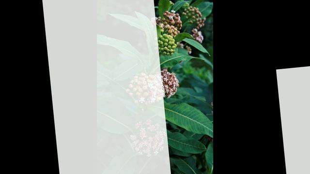 ваточник сирийский смотреть онлайн