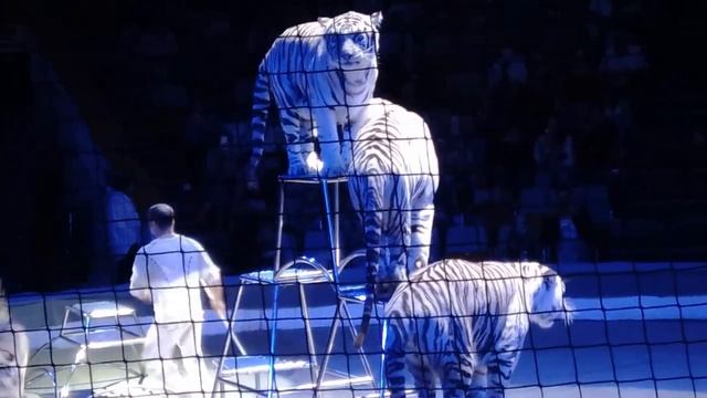 Тиме 9 лет! Цирк! смотреть онлайн