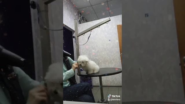 Грумінг цуценя мальтезе/ груминг щенка мальтезе/ Maltese's puppy grooming смотреть онлайн