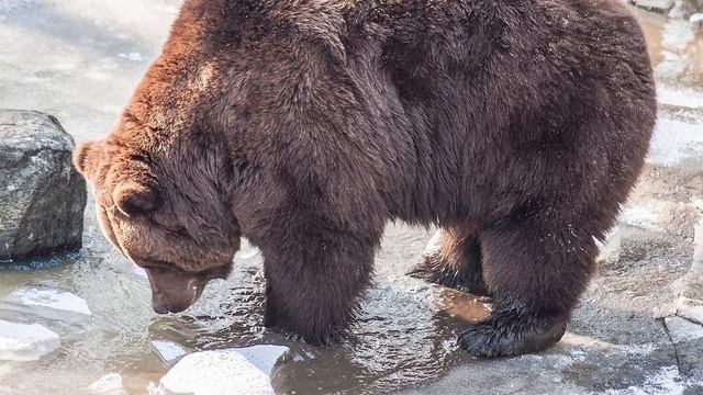 Умирающая после схватки с шатуном волчица начала рожать. Волчат ещё можно было спасти смотреть онлайн