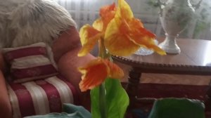 Комнатные цветы.Цветет жёлтая канна