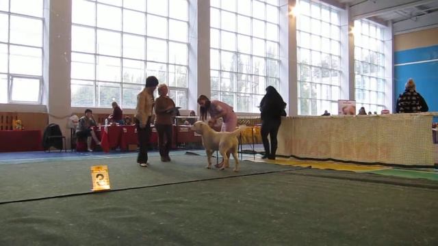 класс юниоры суки смотреть онлайн