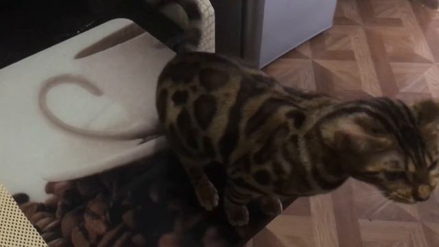 Кошка разговаривает