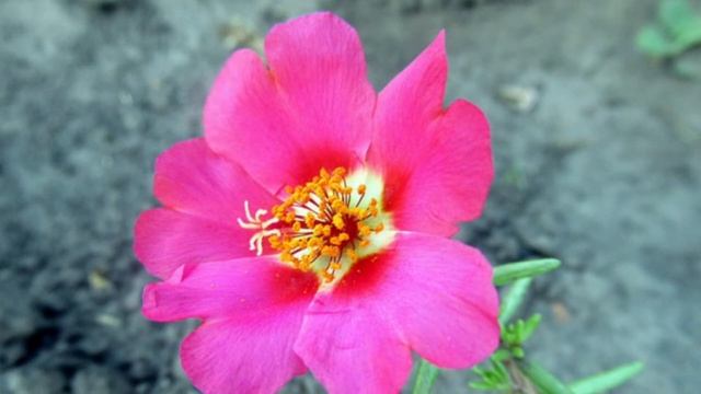 Портулак - цветок-сюрприз. Неприхотливый цветок для сада. смотреть онлайн