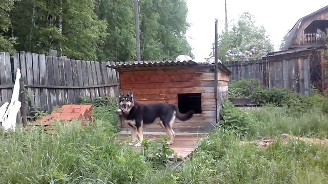 РЭМ на охране дачи.