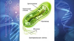 Биология 7 кл Пасечник $3 Бактерии - доядерные организмы