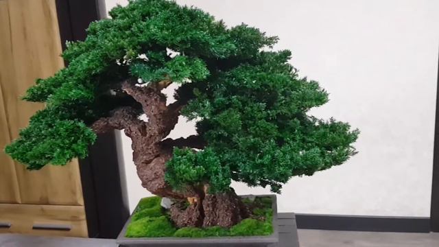 Bonsai tree. Artificial trunk 19,69" (50cm) Preserved natural juniper and moss. смотреть онлайн
