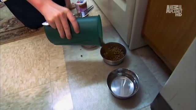 Ориентальная кошка  описание породы