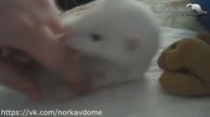 Советы по уходу за щенком норки. Норка в доме