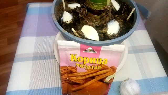 МОШКИ в Комнатных Цветах КАК ИЗБАВИТЬСЯ?! смотреть онлайн