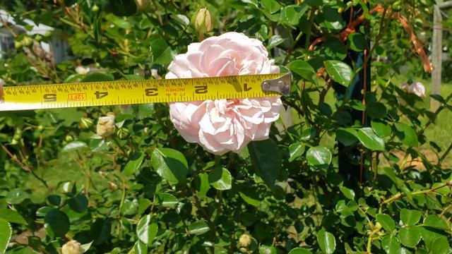 New Dawn And Awakening Rose.