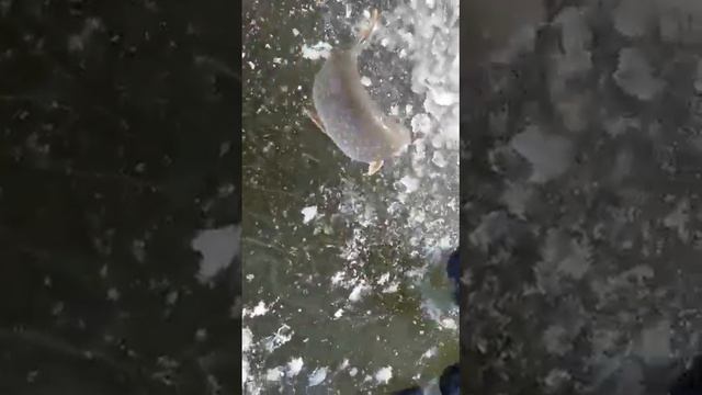 Рыбалка в Астрахани. смотреть онлайн