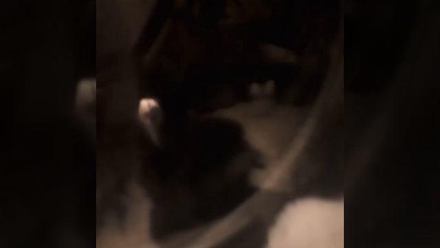 белка в колесе? маленькая белочка #кот #котики смотреть онлайн