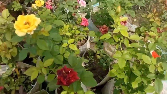 Rose | Rose flower | Rose variety | Rose garden смотреть онлайн