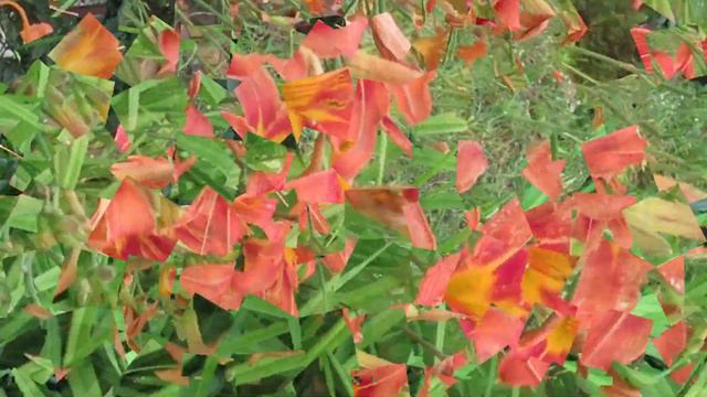 Когда пересаживать лилейник на другое место смотреть онлайн