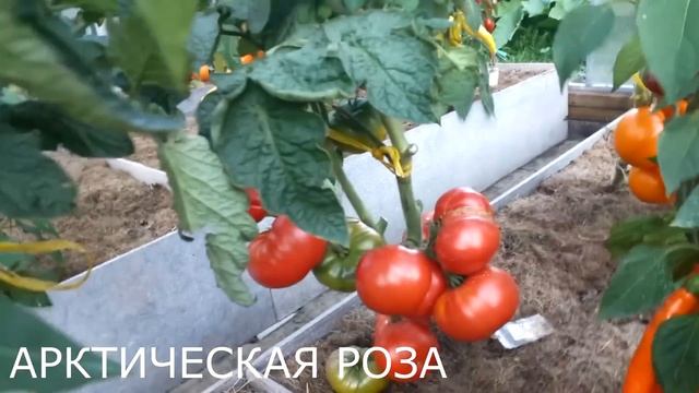 ТОМАТЫ ГНОМЫ 2022 г. смотреть онлайн