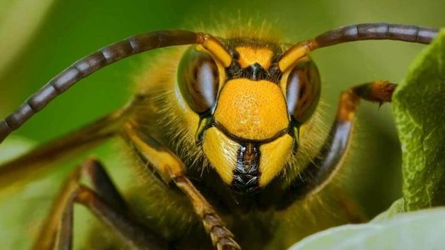 Неудачные и полезные гибриды животных! Кто был ошибкой, а кто помог человечеству? смотреть онлайн