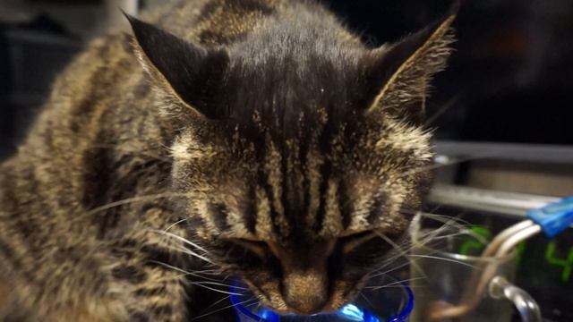 ASMR - пьющий из стакана кот! ASMR-drinking From A Glass Cat!