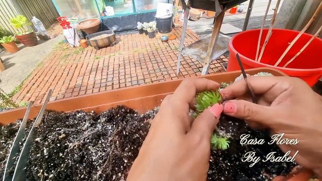 🩺Reseteo de mis SEMPERVIVUMS 🪣🪥✂️#suculentas #viralvideo смотреть онлайн