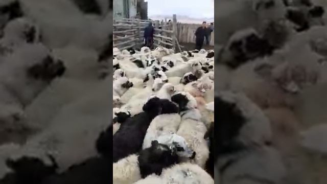 видео погрузка тувинских баранов смотреть онлайн