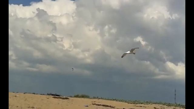 Обиженная чайка. Из жизни птиц. | Offended by a seagull . Of the birds life. смотреть онлайн