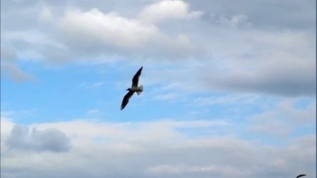 Геннадий Белов, Звёздная песня неба..wmv смотреть онлайн