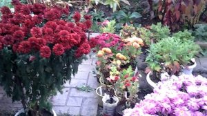 #хризантема Джогер(розовый) уже срезанный 2020