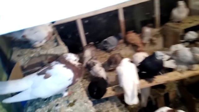 1 декабря голуби на яйца х смотреть онлайн