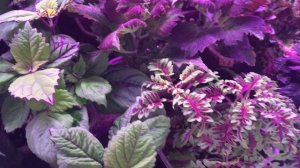 Моя коллекция Колеусов #колеусы#продажа#новосибирск#наташа#хорошунова#