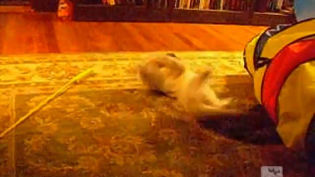Galatea hearts mouse toy смотреть онлайн